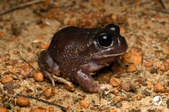 Brown Whooping Frog photo 2