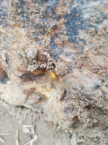 Biantidae