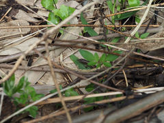 Sphenomorphus incognitus