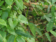 Megisba malaya sikkima