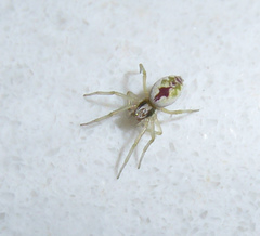 Nigma puella