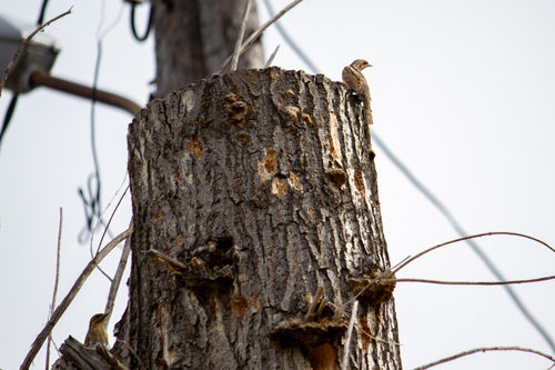 Eurasian Wryneck
