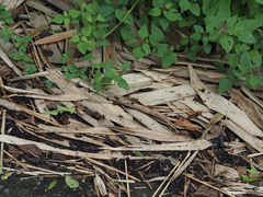 Polistes tenebricosus