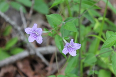 Ruellia pedunculata