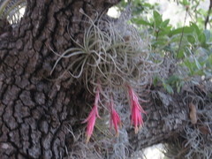 Tillandsia arroyoensis