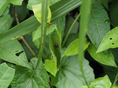 Paratrachelophorus nodicornis