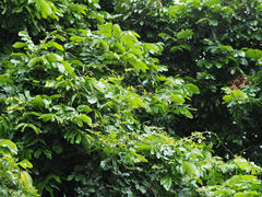 Graphium sarpedon connectens