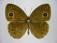 Brakefieldia perspicua