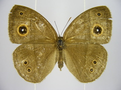 Brakefieldia perspicua