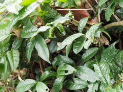 Megisba malaya sikkima