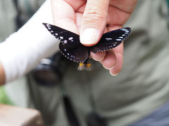 Euploea eunice hobsoni