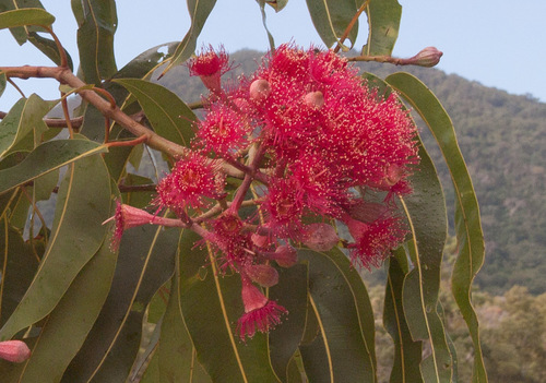 Corymbia ptychocarpa