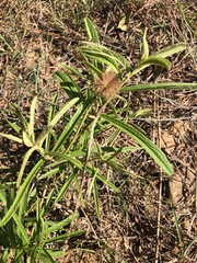 Triumfetta welwitschii