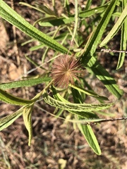 Triumfetta welwitschii