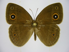 Brakefieldia perspicua