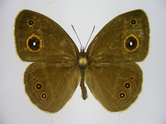 Brakefieldia perspicua