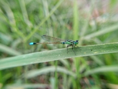 Ischnura senegalensis