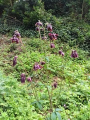 Aquilegia vulgaris