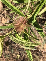 Triumfetta welwitschii