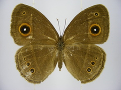 Brakefieldia perspicua