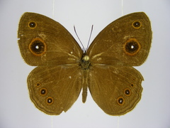 Brakefieldia perspicua