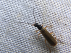 Rhagonycha lignosa