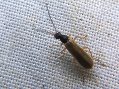 Rhagonycha lignosa