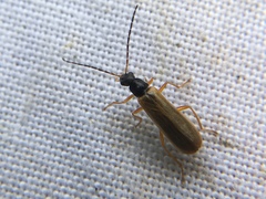 Rhagonycha lignosa