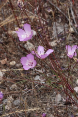 Clarkia lewisii