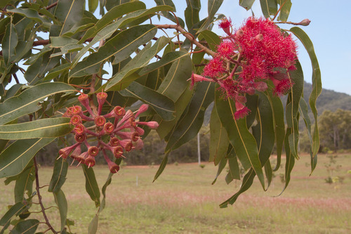 Corymbia ptychocarpa