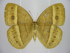 Brakefieldia perspicua