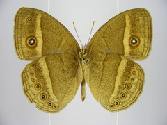 Brakefieldia perspicua