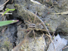 Pardosa pseudoannulata