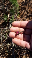 Lampranthus spiniformis