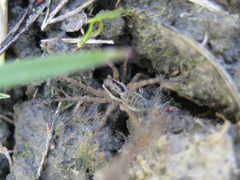Pardosa pseudoannulata