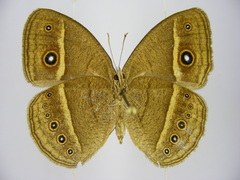 Brakefieldia perspicua