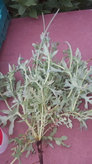 Glaucium corniculatum