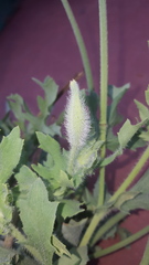 Glaucium corniculatum