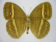 Brakefieldia perspicua