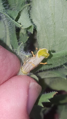 Glaucium corniculatum