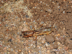 Gryllotalpa vineae
