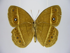 Brakefieldia perspicua