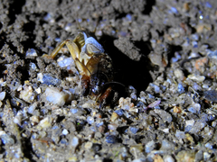 Gryllotalpa vineae