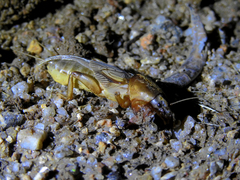 Gryllotalpa vineae