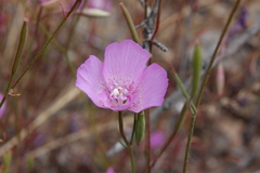 Clarkia lewisii