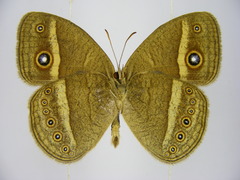 Brakefieldia perspicua