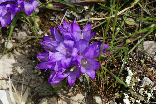 Edraianthus tenuifolius
