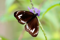 Euploea lewinii
