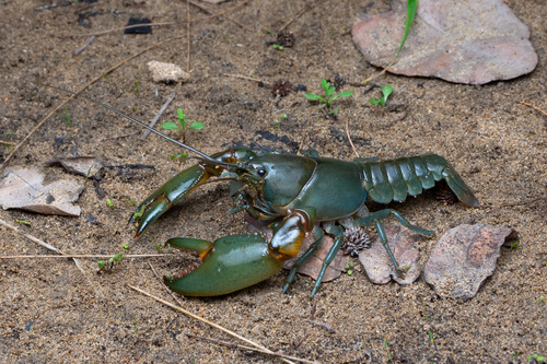 Cherax depressus Riek, 1951