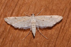Parapoynx allionealis